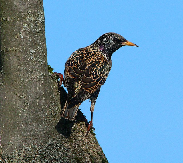 Špaček obecný, foto Libor Praus