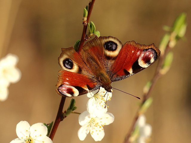 Babočka paví oko (Inachis io)