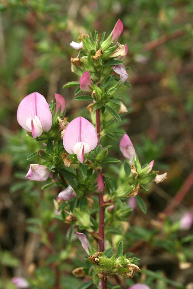 Jehlice trnitá, Šachov