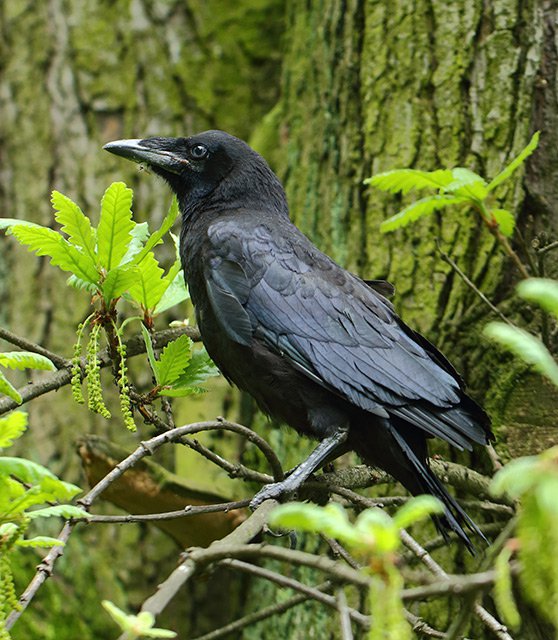 Mládě havrana polního (Corvus frugilegus)