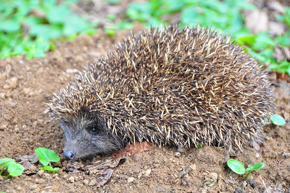 Ježek východní (Erinaceus roumanicus)