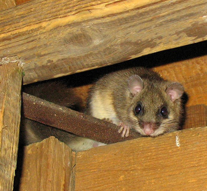 Plch velký (Glis glis)